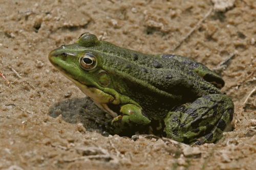   - <i>Pelophylax ridibundus</i>, Pallas, 1771
