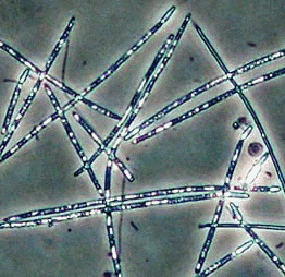   - <i>Cylindrospermopsis raciborskii</i> (Woloszynska) Seenayya et Subba Raju, 1972