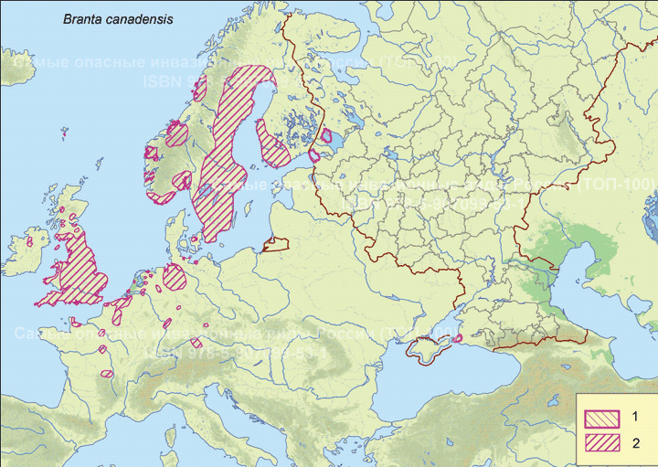   - <i>Branta canadensis</i> L. 