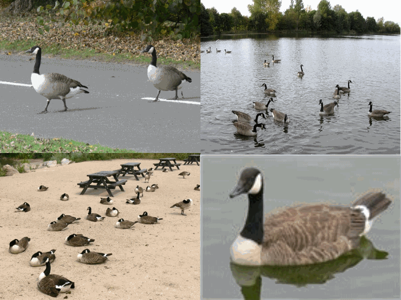   - <i>Branta canadensis</i> L.