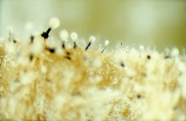   - <i>Ophiostoma novo-ulmi</i>