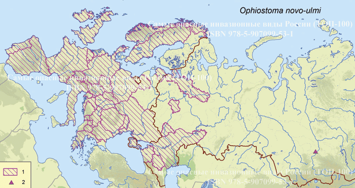   - <i>Ophiostoma novo-ulmi</i>