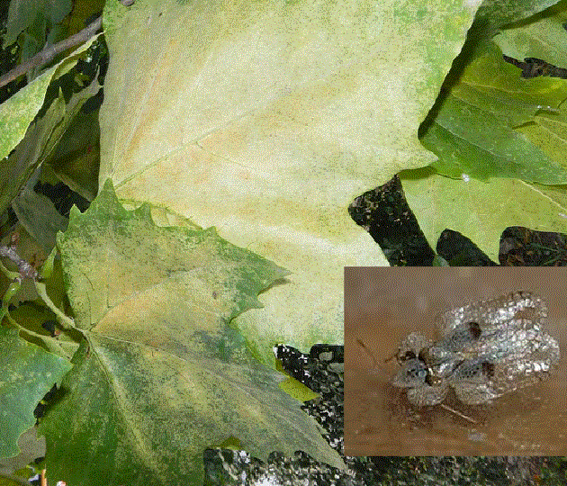 -  - <i>Corythucha ciliata</i> Say, 1832.