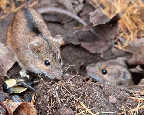 Полевая мышь - <i>Apodemus agrarius</i> (Pallas, 1771)