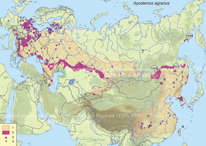 Полевая мышь - <i>Apodemus agrarius</i>