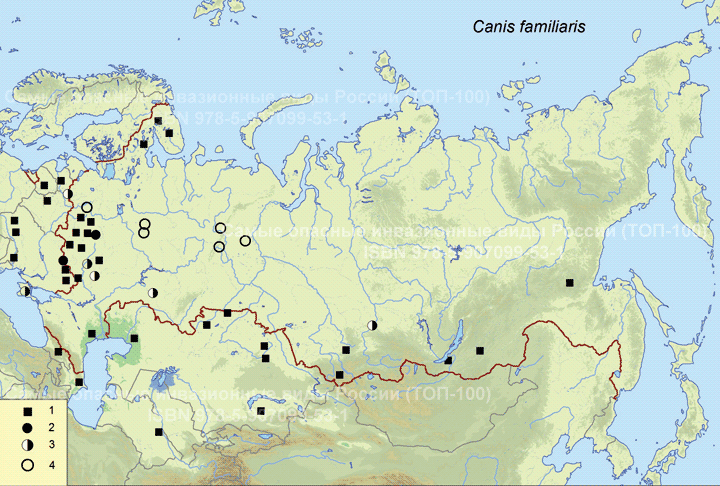 Canis familiaris Linnaeus, 1758 Домашняя собака бродячая