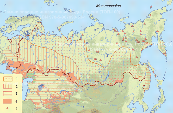 Мышь домовая Mus musculus