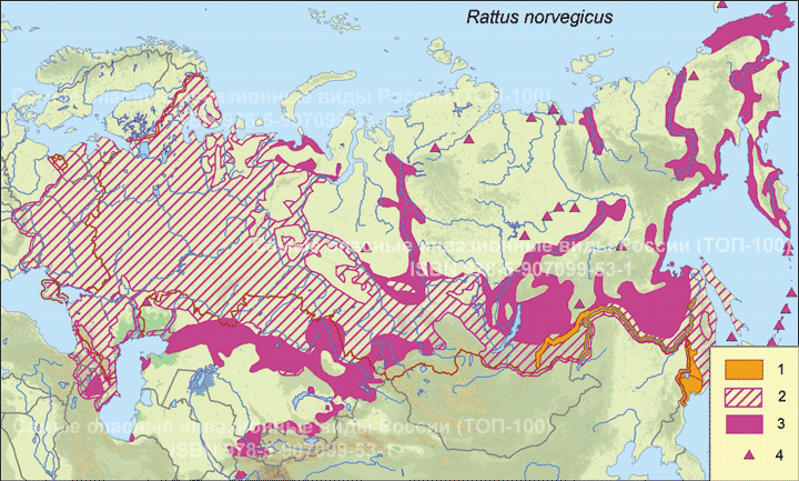Cерая крыса - <i>Rattus norvegicus