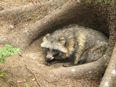 Енотовидная собака - <i>Nyctereutes procyonoides</i> Gray, 1834. (Фото Ольги Шершневой)