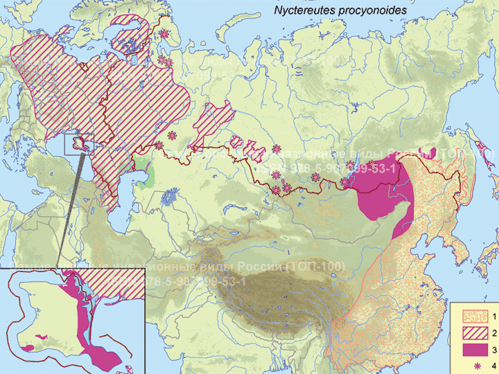 Енотовидная собака - <i>Nyctereutes procyonoides</i> Gray, 1834.