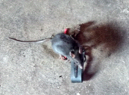 Черная крыса - <i>Rattus rattus</i> Linnaeus, 1758.(Фото Л. Хляп.)