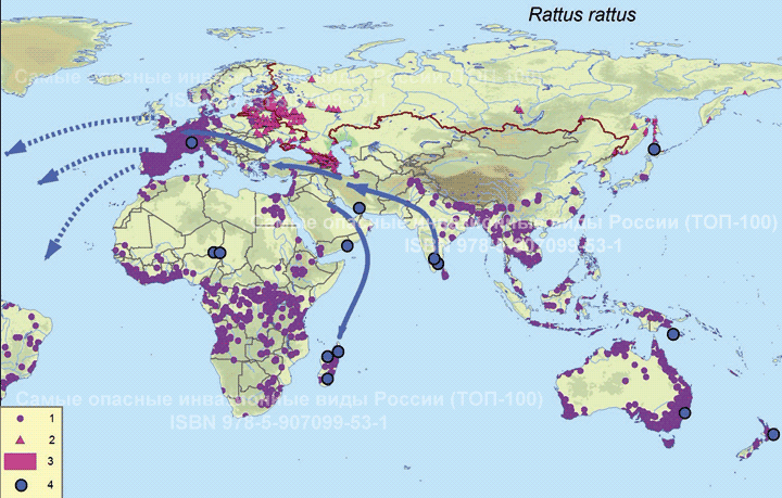 Крыса черная Rattus rattus