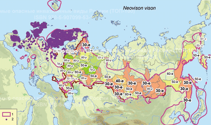 Американская норка Neovison vison