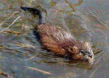 Ондатра - <i>Ondatra zibethicus</i> Linnaeus, 1766.