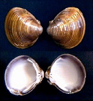 Corbicula fluminea (O. F. Muller, 1774) -  
