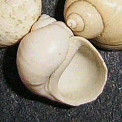 Lithoglyphus naticoides (C. Pfeiffer, 1828) -  