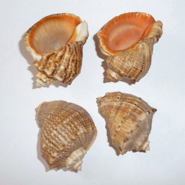 Rapana venosa Valenciennes, 1846 -  