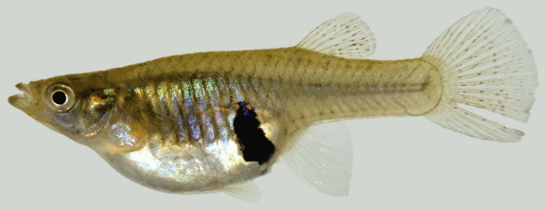   -  <i>Gambusia holbrooki</i> (Girard, 1859)