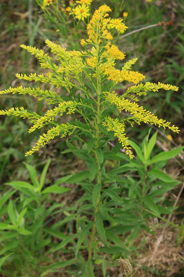 Золотарник солидаго. Золотая розга (золотарник). Золотарник канадский (Solidago canadensis).