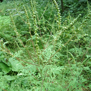 <i>Ambrosia artemisiifolia</i> L.   