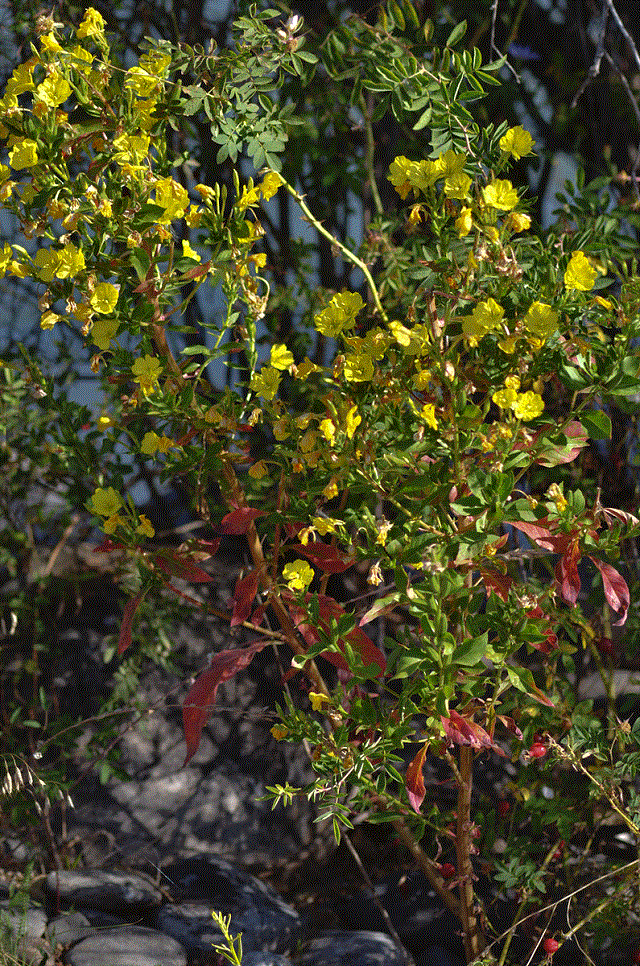   - <i>Oenothera biennis</i> L.