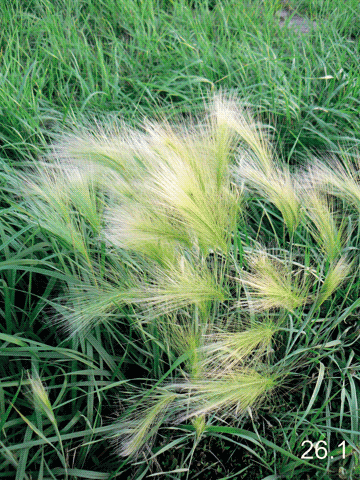 Hordeum jubatum L., 1756  