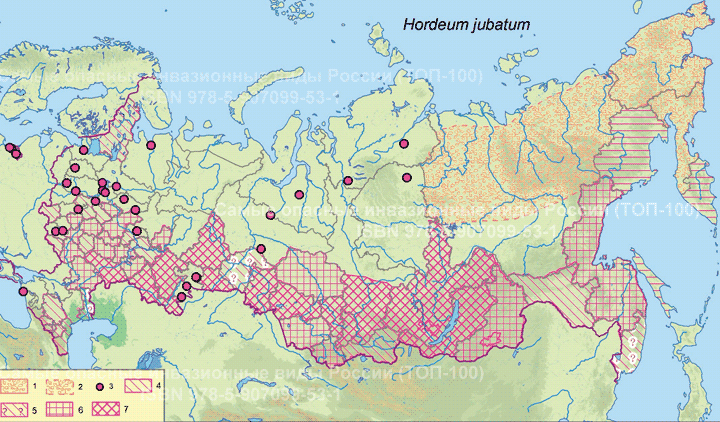 Hordeum jubatum L., 1756  