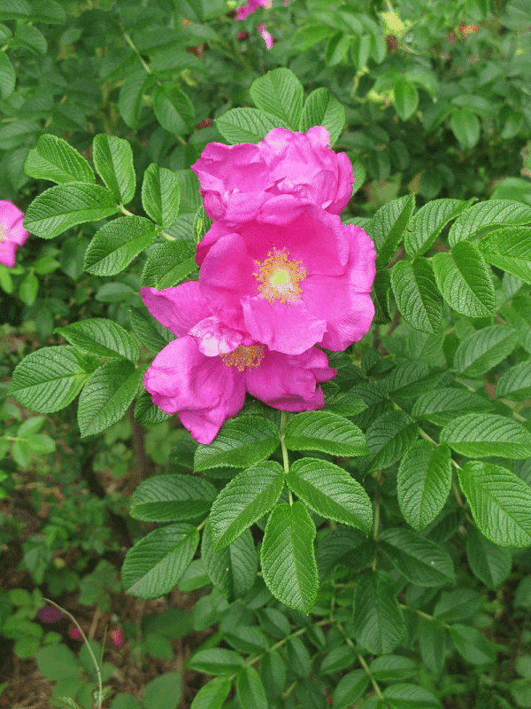 Rosa rugosa (Thunb.) -  