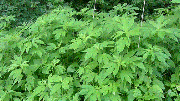 p pp - <i>Ambrosia trifida</i> L.