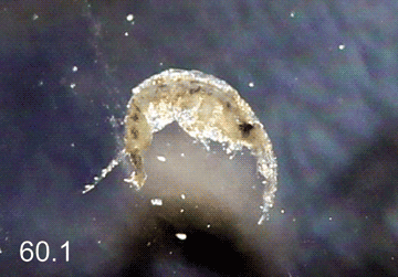 Monocorophium acherusicum