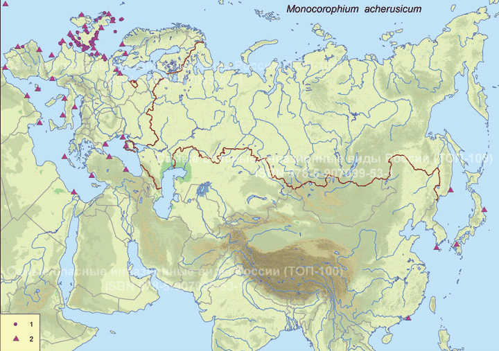Monocorophium acherusicum