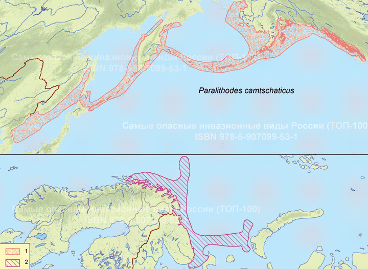 Paralithodes camtschaticus