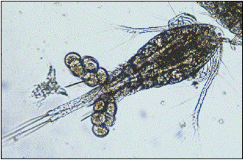 <i>Oithona davisae </i>Ferrari F.D. & Orsi, 1984 - Ойтона