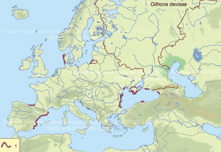 Oithona davisae Ferrari F.D. & Orsi, 1984 Ойтона