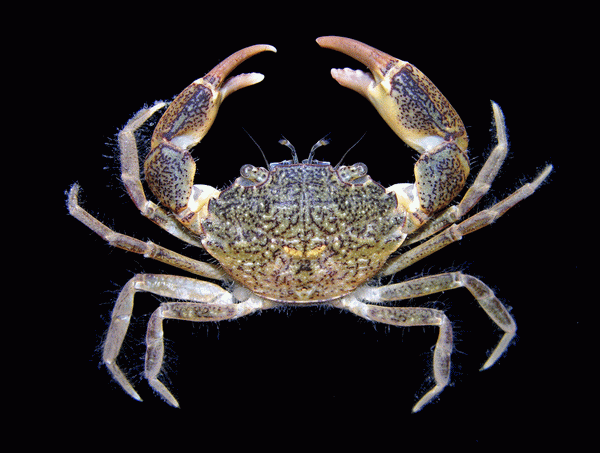 <i>Rhithropanopeus harrisii</i> (Gould, 1841) - Ритропанопеус