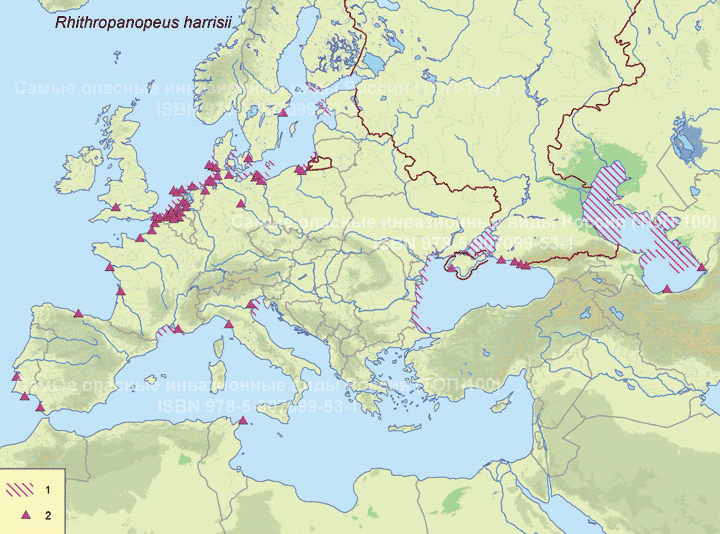 Rhithropanopeus harrisii (Gould, 1841) Ритропанопеус