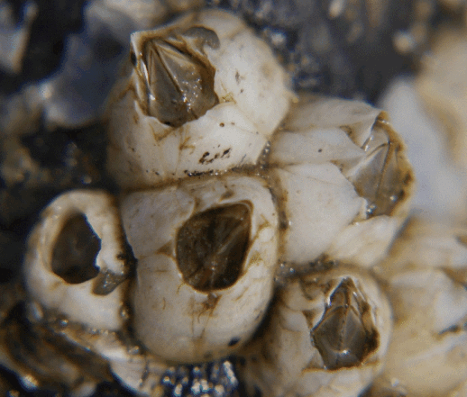 <i>Amphibalanus improvisus</i> (Darwin, 1854) - Морской желудь