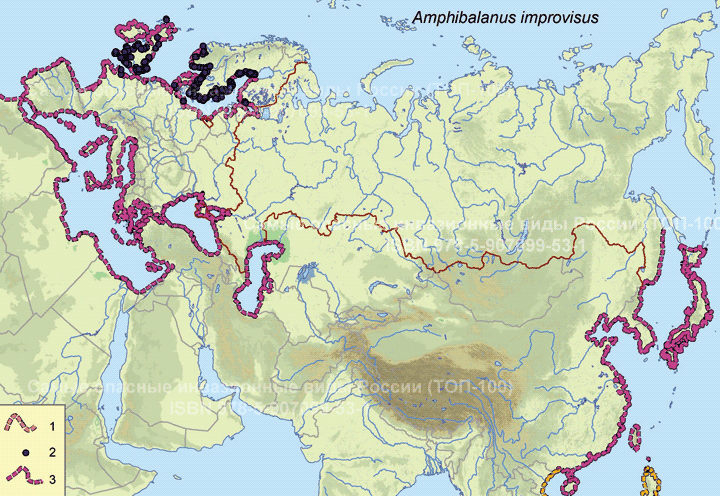 Amphibalanus improvisus (Darwin, 1854) Морской желудь