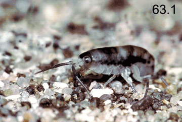 Platorchestia platensis