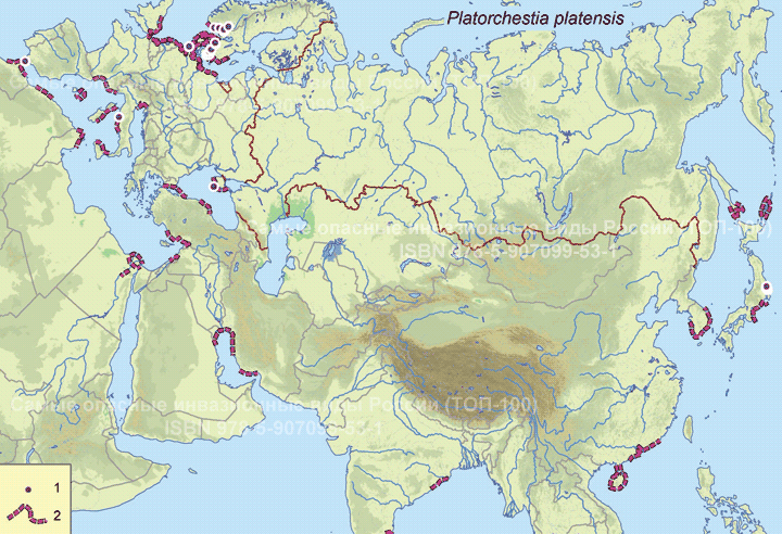 Platorchestia platensis
