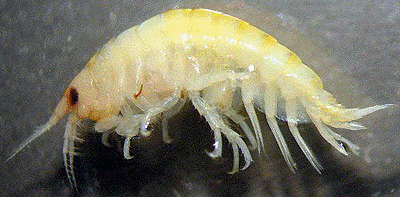 <i>Pontogammarus robustoides</i>  (G.O. Sars, 1894)