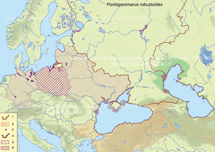 Pontogammarus robustoides (G.O. Sars, 1894)