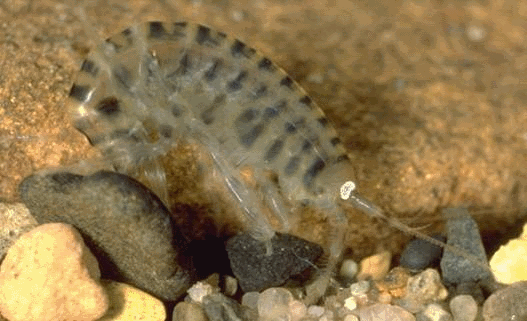 Gammarus tigrinus Sexton, 1939