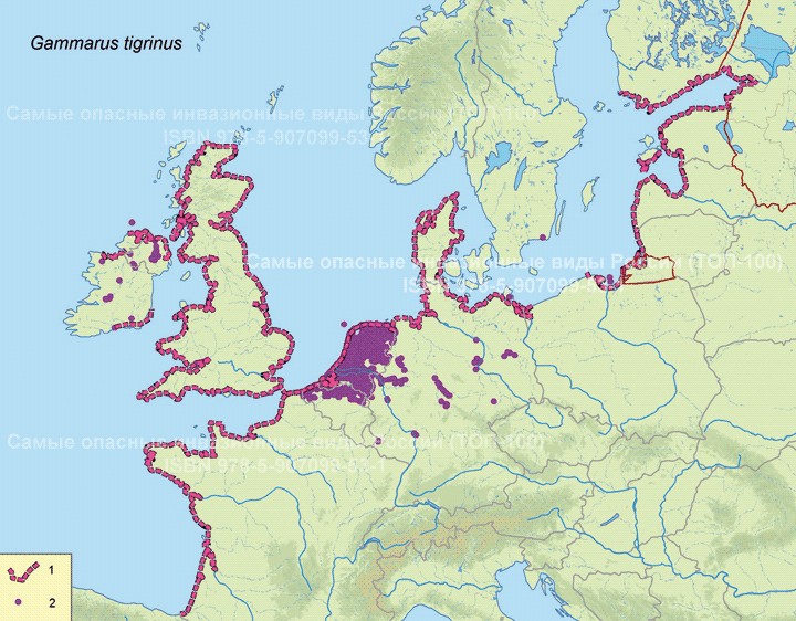 Gammarus tigrinus Sexton, 1939