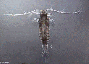 <i>Acartia tonsa</i>, Dana, 1849 - Акарция