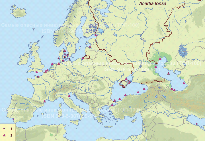 Акарции - <i>Acartia tonsa</i>, Dana, 1849