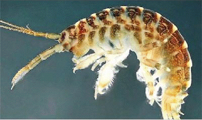 <i>Dikerogammarus villosus</i>  (Sowinsky, 1894) - Креветка-убийца