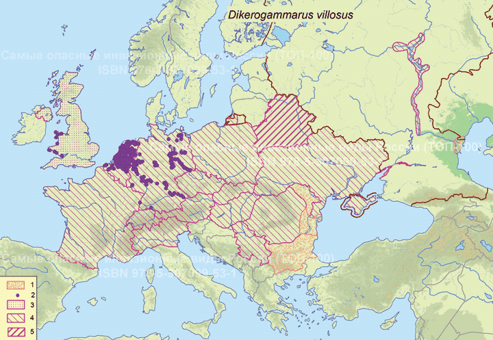 Dikerogammarus villosus