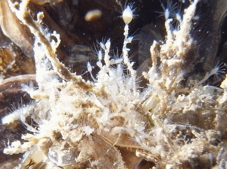 Кордилофора каспийская - <i>Cordylophora caspia</i>, Pallas 1771