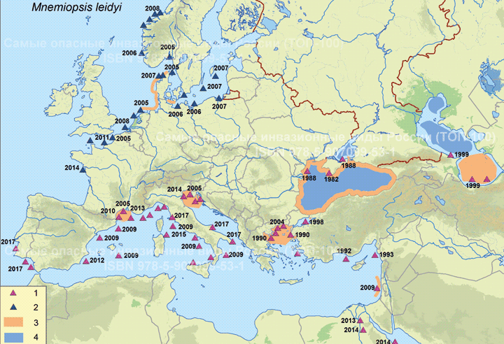 Mnemiopsis leidyi A. Agassiz, 1865  Мнемиопсис